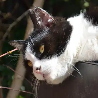 アントニオ猪〇すぎるネコ　　仙城彩漓さん