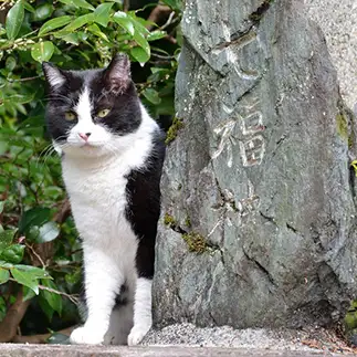 七福神すぎるネコ　　仙城彩漓さん