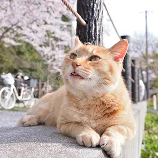 お花見すぎるネコ　　仙城彩漓さん
