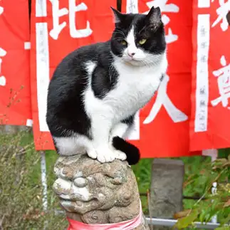 犬の上に猫すぎるネコ　　仙城彩漓さん