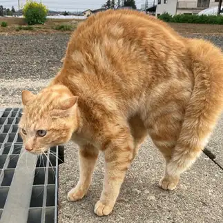 やんのかー！オラオラすぎるネコ　　トラのハナさん