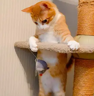 歩行器で歩く練習しすぎるネコ　　t.takaharuさん