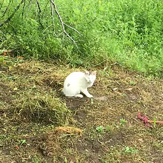 逃げる気のなさすぎるネコ　　白とり貝さん