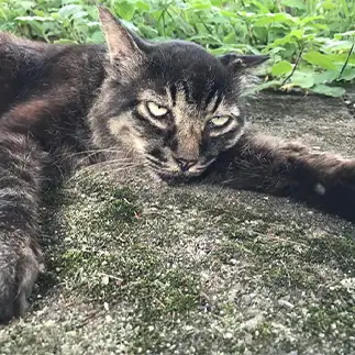 地面に馴染みすぎるネコ　　蜜鳥さん