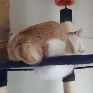 ジャストフィットすぎるネコ　　ももちっぷさん