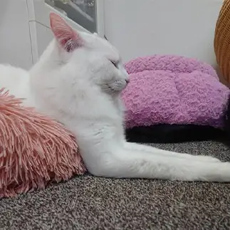 スフィンクスすぎるネコ　　あゆみんさん