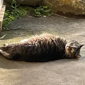 アザラシすぎるネコ　　チャドぴぴさん