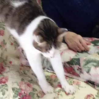 おばあちゃん子すぎるネコ　　ディーヴァシティさん