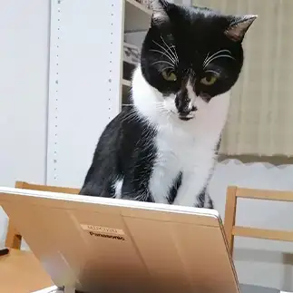 仕事に真剣になりすぎるネコ　　こじわさん