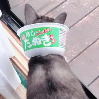 ぶっかけ冷やしたぬきすぎるネコ　　やまみえさん
