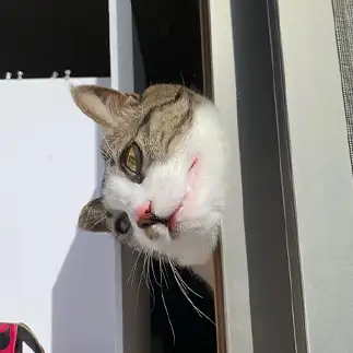 頭でこじ開けたすぎるネコ　　くう猫さん