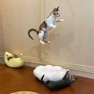 真顔でめっちゃジャンプしすぎるネコ　　チョコモカさん