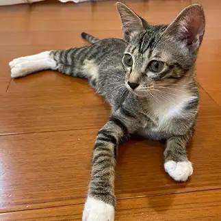 美脚の見せ方をわかっていすぎるネコ　　チョコモカさん
