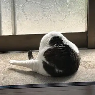 骨つきチキンすぎるネコ　　ごまさん
