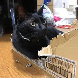 話を聞きすぎるネコ　　黒猫ジャックさん