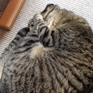 足は誰にも渡さないすぎるネコ　　じゃむぱん泉さん