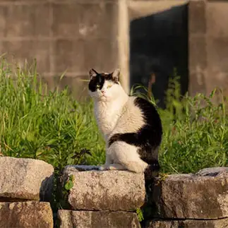 黒猫にしがみつかれすぎるネコ　　jingさん