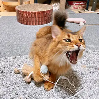 はしゃぎすぎるネコとそれを見守る冷静すぎるネコ　　マロシオンさん