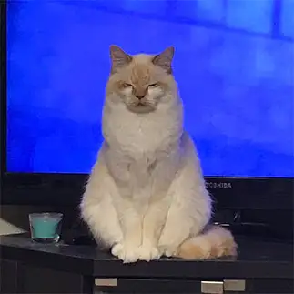 達観しすぎるネコ　　にゃーさん