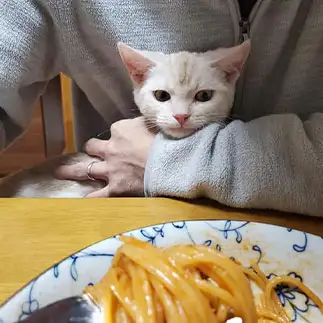 食べたすぎるネコ　　cpn8888さん