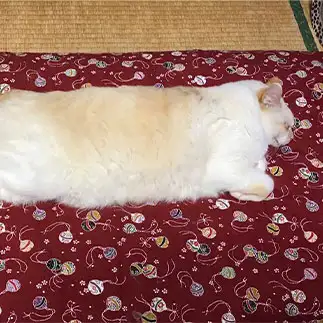 四角すぎるネコ　　にゃーさん