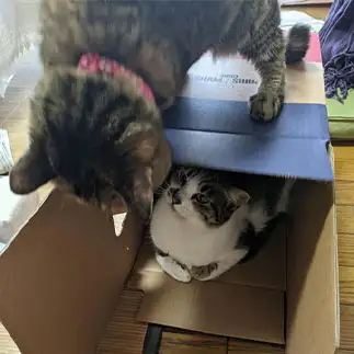 譲って欲しい圧と譲らない圧が強すぎるネコ　　ひまわり屋ひまさん