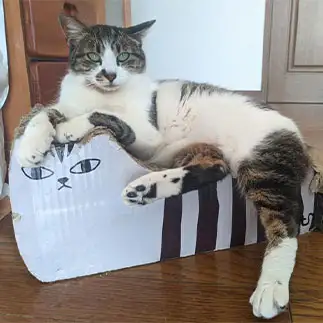 下の猫が可哀想すぎるネコ　　ひまわり屋ひまさん