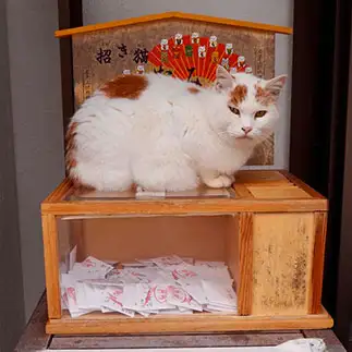 招き猫すぎるネコ　　YamaUさん