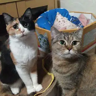 雷にビビりすぎるネコ　　ウーロンママさん