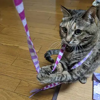 ワゴンセールで絶対に手を離す気がない人すぎるネコ　　ひまわり屋ひまさん