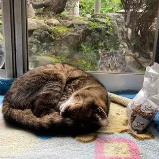お昼寝気持ちいいネコを見るお昼寝羨ましすぎるネコ　　ちゃどぴぴさん