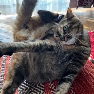 猫パンチの特訓がすぎるネコ　　ちゃこさん