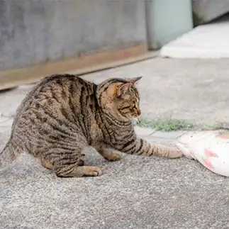 腰を引きすぎるネコ　　jingさん