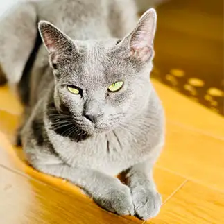アツ！日焼け止め塗るの忘れたすぎるネコ　　カジハラさん