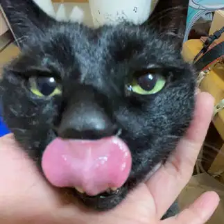 あっかんべーがへたすぎるネコ　　しおんさん