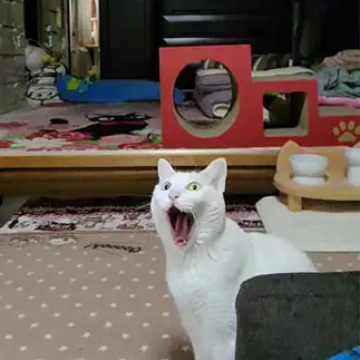 あ？っ！すぎるネコ　　yamawaiisoraさん