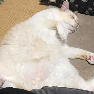 三角すぎるネコ　　にゃーさん