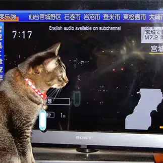 テレビを観すぎるネコ　　芹澤廣衛さん