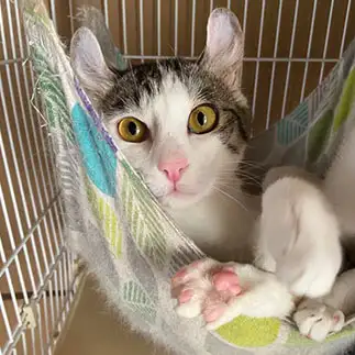 挑発しすぎるネコ　　にゃんずバーバさん