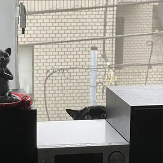 怖いもの見たさすぎるネコ　　banmamiさん