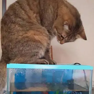 気になりすぎるネコ　　家に猫がいますさん