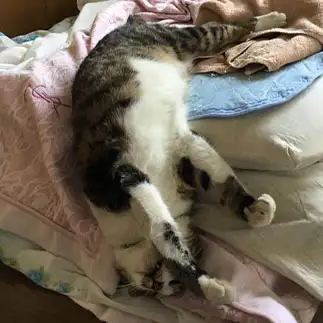 これが本当の寝落ちすぎるネコ　　ぴてさん