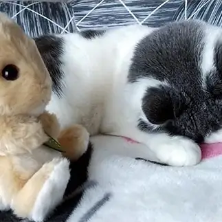 ウサギの可愛さに悶えすぎるネコ　　れいなママさん