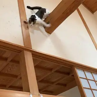 ヤバすぎるネコ　　にゃんたろーさん