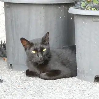 猫よけへっちゃらすぎるネコ　　のらにゃん太郎さん