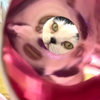 筒の中にいるキラキラすぎるネコ　　ぱんだるさん