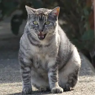 聞いてないよォ？すぎるネコ　　うりねこさん