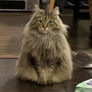 三角すぎるネコ　　チロル犬さん