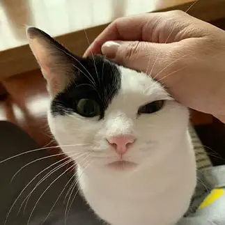 起き上がりこぼしすぎるネコ　　ぼんママさん