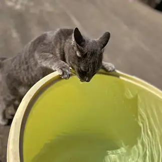 水飲みたすぎるネコ　　きみこちゃんさん